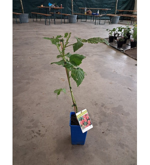 Rubus idaeus 'Heritage' RP 1,6 L